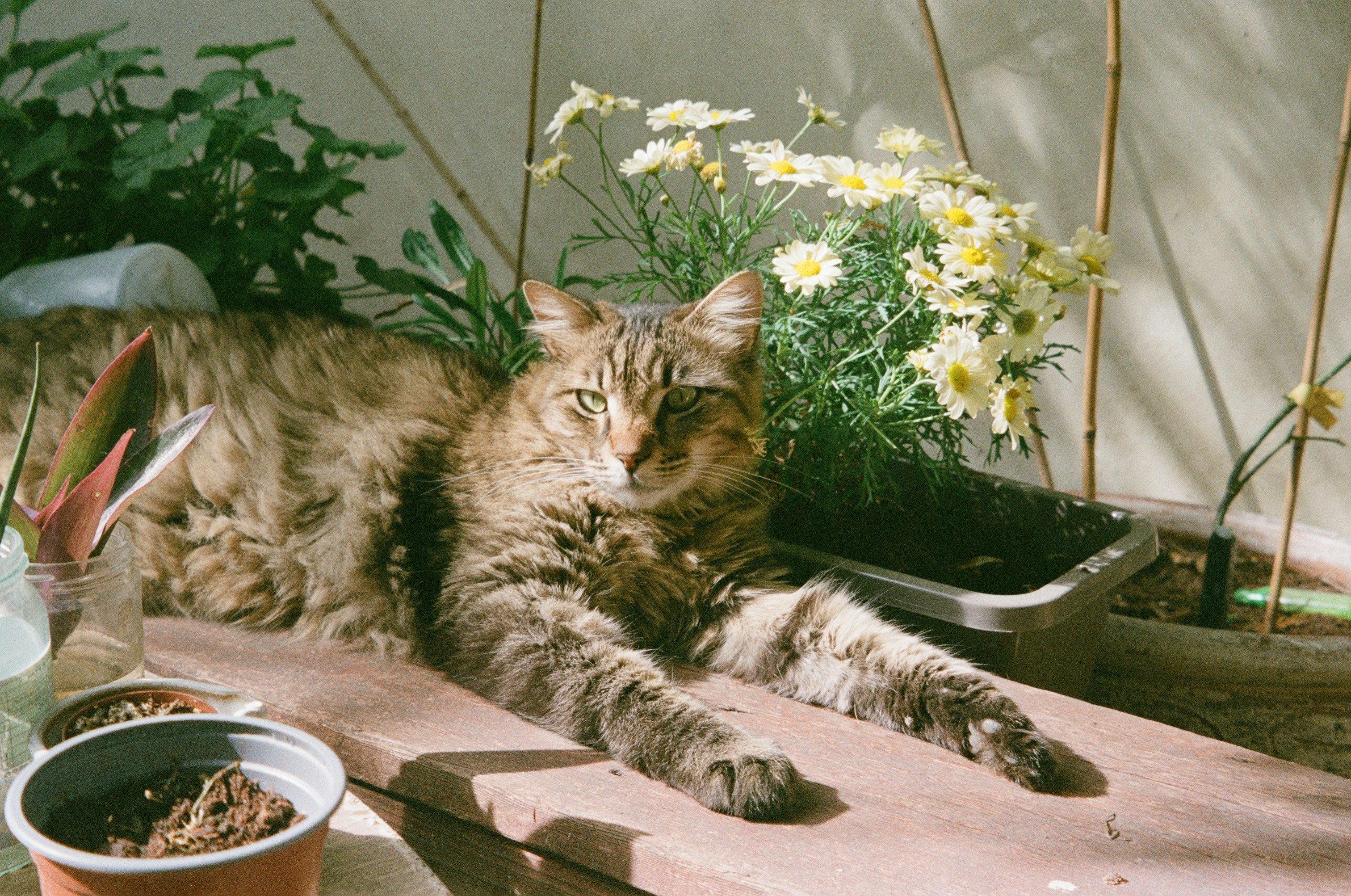 süße katze